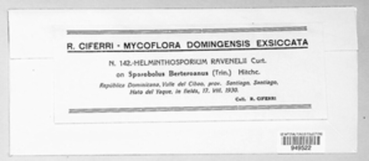 Curvularia ravenelii image